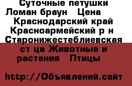 Суточные петушки Ломан браун › Цена ­ 10 - Краснодарский край, Красноармейский р-н, Старонижестеблиевская ст-ца Животные и растения » Птицы   